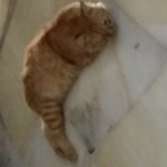 Profile photo of wan